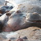 Illustration for article titled Out of Africa. Hungry Hungry Hippos.